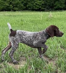 german shorthaired pointer started dogs