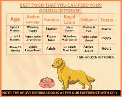 Feeding A Golden Retriever Puppy Goldenacresdogs Com