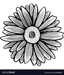 black and white daisy flower royalty