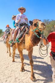 Assume that the variables a, b, c, d, and you can do this all in one expression, but let's break it up to make it easier to understand. Camel Rides In Cabo Best Camel Riding Tour In Cabo San Lucas
