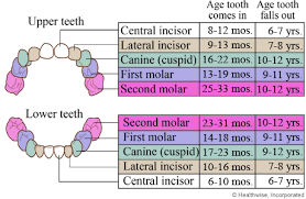 Ages When Baby Teeth Come In And Fall Out