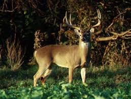 Tpwd The Rut In White Tailed Deer