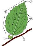 Image result for Leaf Structure