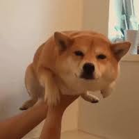 Search, discover and share your favorite doge gifs. Doge Meme Gifs Get The Best Gif On Giphy