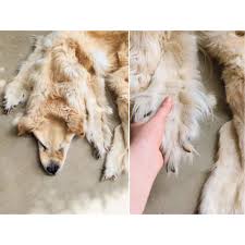 deceased pet dog into a rug