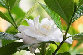how to get rid of insects on gardenias