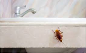 Identify Tiny Bugs In Bathroom And Get