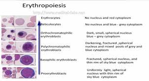 Red Blood Cells Maturation Medical Laboratories