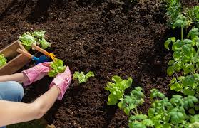 The Soil For A Vegetable Garden