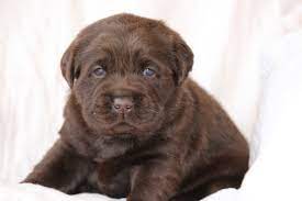 Our lab puppies are considered english labs which. Dole Hill Labradors Labrador Retrievers Puppies Puppies For Sale