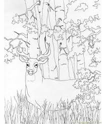 Sep 07, 2021 · cute unicorn coloring pages for kids: Whitetail Deer Coloring Page For Kids Free Deer Printable Coloring Pages Online For Kids Coloringpages101 Com Coloring Pages For Kids