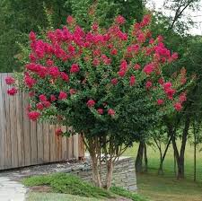 Best of all, they produce delicious, sweet fruit! Small Evergreen Tree For Front Garden Very Small Trees For Front Gardens Feature Tree For Front Garden Red Crape Myrtl Myrtle Tree Planting Flowers Dwarf Trees