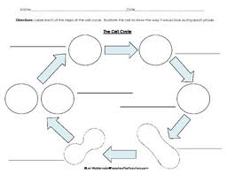 Cells Cell Cycle Flow Chart Cell Cycle Mitosis Science