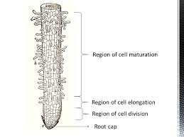 how do roots work functions structure