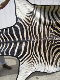 authentic burci zebra skin hide