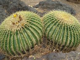 Some of the largest specimens can be found in the mojave desert in southern california. Find Plants Golden Barrel