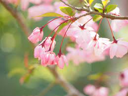 ハナカイドウ(花海棠)の花言葉｜種類や特徴、桜との違いは？｜🍀GreenSnap（グリーンスナップ）