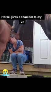 viral #fyp Horsegivesthe lady a shoulder to cry on ?? & HUGS HER wh... | TikTok