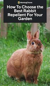 Best Rabbit Repellent For Your Garden