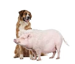 top pig breeds to consider as pets pigbox