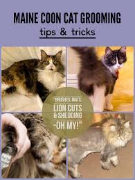 maine cat grooming tips and tricks