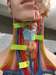 Human spinal nerves indicated with white points on female torso. Respiratory System Torso Model Flashcards Quizlet