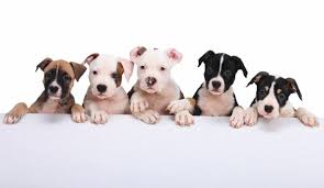 Join the celebration nation by finding out what we are celebrating tomorrow. National Puppy Day 2021 Sunday March 21 2021