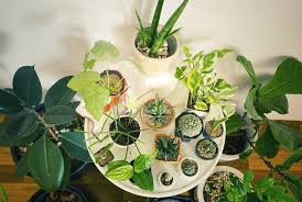 20 Common Houseplants Indoor Plants