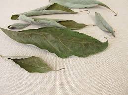 avocado leaf tea benefits side