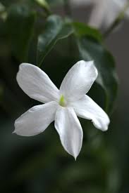 List Of Indian State Flowers Wikipedia