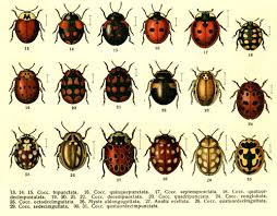 Ladybug Classification Types And Species Of Ladybugs