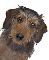 dachshund miniature wire haired dog