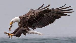 insane bald eagle bird in flight