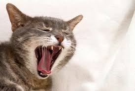 Breathing with the elbows sticking out from the body. Can Cats Breathe Through Their Mouths Is It Normal Faqcats Com