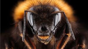 The reason honey bees die after they have stung a human is because the honey bee possesses a barbed stinger (it's actually a modified ovipositor). Does A Queen Bee Ever Sting Bbc Science Focus Magazine