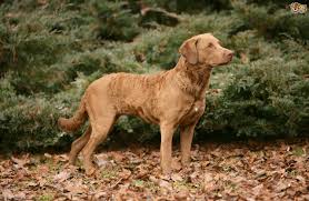 Pro is a wonderful family and house dog, has obedience training, socialized and doe fun retrieves land and water with bumpers and birds. Chesapeake Bay Retriever Dog Breed Facts Highlights Buying Advice Pets4homes