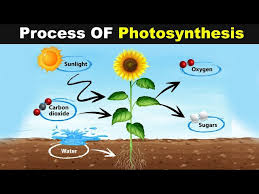 Process Of Photosynthesis Urdu Hindi