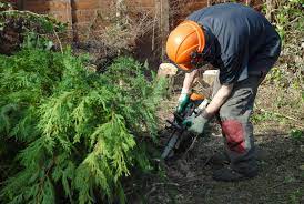 Victor landscaping and tree services alexandria, va 22310 phone: Tree Services Tree Care Service Near Me Alexandria