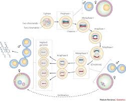 genetics of mammalian meiosis