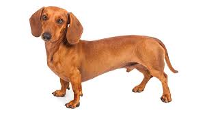 dachshund lifespan characteristics