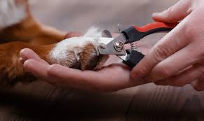 dog nail clipping i a love