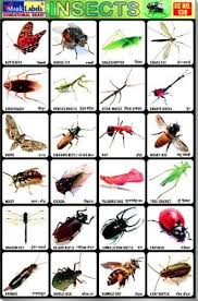 Insects Name With Meaning In Hindi Insect Foto And Image