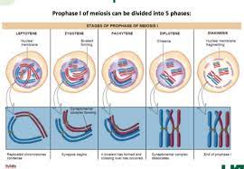 meiosis lecture mbs 601 flashcards