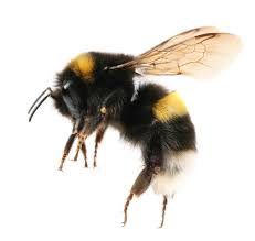 Bumble bees do not collect nesting materials so they select nest sites that are already outfitted with the materials they need. Bumblebee Control And Spray For The Home Yard And Garden