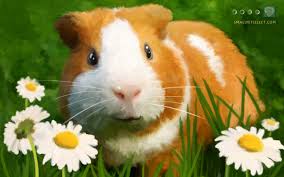 guinea pig wallpaper screensaver for