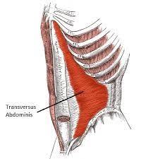 transversus abdominus muscle function