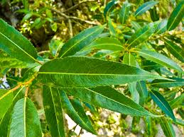 Salix fragilis - Wikipedia