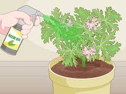 The real citronella plant commonly called the mosquito plant, is actually a citronella grass plant. Easy Ways To Grow And Care For Citronella Wikihow