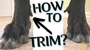 how to trim the dew claws on a dog