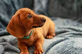 They make for a great pet for newbies or novice dog owners alike because they're fun to play with and do well with tricks. Pin On Dachshund Puppies For Sale